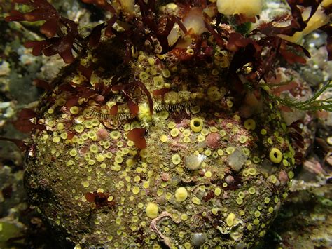  Cliona celata: ¡Un mago del coral que esculpe el fondo marino con su esqueleto!