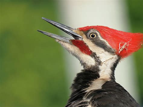  ¿El Ave Carpintero Realmente Tiene Alas de Madera? Descubriendo un Mundo Fascinante de Talento y Persistencia