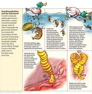  Jarrovidosis! ¿Un parásito invisible que controla la mente de sus huéspedes?