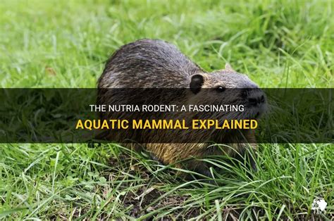  Nutria: ¡Descubre la Fascinante Vida Acuática de un Roedor Gigante y Su Curiosa Relación con los Humedales!