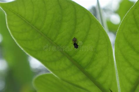  Rocillo: Un insecto diminuto que esconde una fuerza sorprendente en su cuerpo diminuto