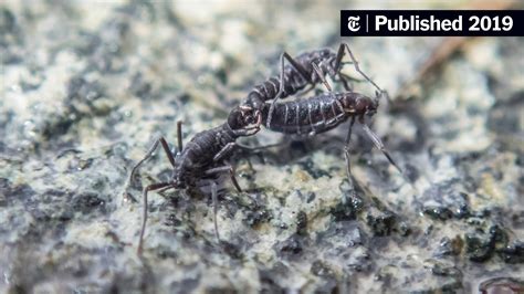 Tenebrionidae! ¿Conoces a estos increíbles insectos que pueden sobrevivir en condiciones extremas?