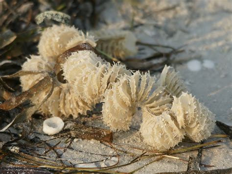  Wagin' Tails and Scuttling Shells: Unveiling the Wonderful World of the Whelk!