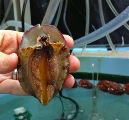  Abalone: Un molusco con concha espiral que vive en el lecho marino y se camufla entre las algas