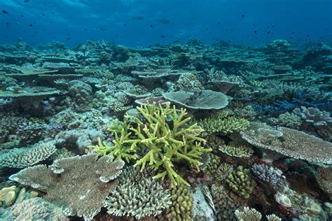  Acropora: ¡Un Arrecife de Coral Viviente que Respira Bajo el Mar!