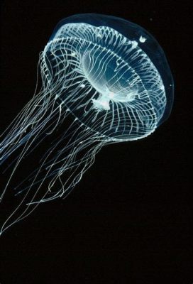  Aequorea victoria: ¡Descubriendo la magia bioluminescente de una medusa transparente!