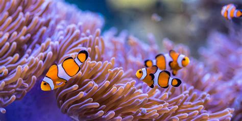  Anemonas: ¡Descubre el encanto de estas criaturas marinas que parecen flores pero son depredadoras voraces!