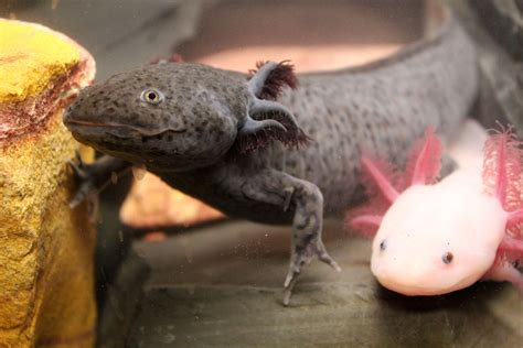  Axolotl: ¡Descubre este Animal con Piel Translúcida y Regeneración Fantasma!