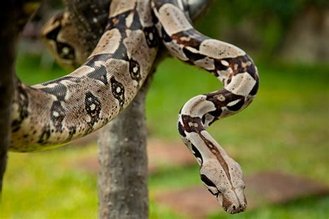 Boa constrictor: ¿Un reptil silencioso que se desliza entre las ramas con la gracia de una bailarina?