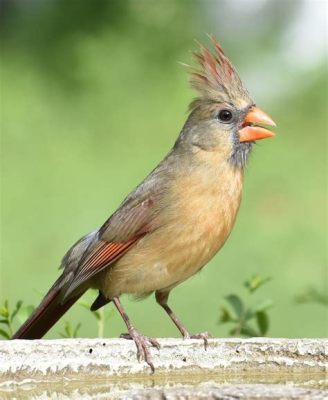  Cardenal: ¡Un ave que canta como un ángel y vuela con la gracia de una bailarina!