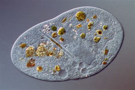  Chilodonella: Un Flagelado Pequeño Pero Poderoso Que Desafía las Normas del Reino Protista!