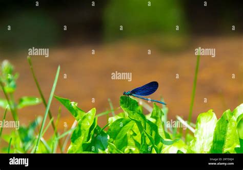  Damselfly: Una Criatura Delicada Que Aletea Con Gracia Sobre Las Aguas Tranquilas!