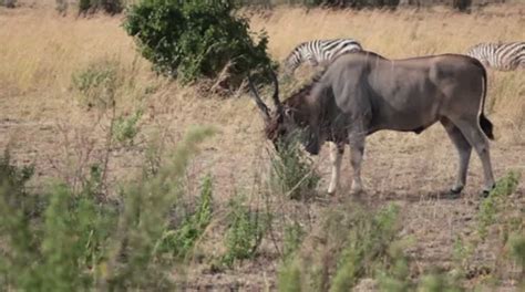  Eland! Un gigante elegante que pastorea y muestra su majestuosidad en la sabana africana