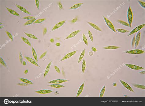  Euglena: ¡Descubre la magia microscópica de una criatura que puede alimentarse tanto como plantas como animales!