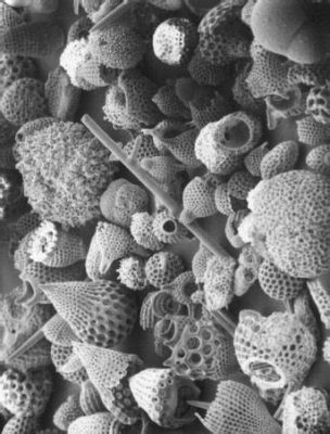  Foraminifera: ¡Descubre el secreto de los esqueletos más elegantes del mundo microscópico!