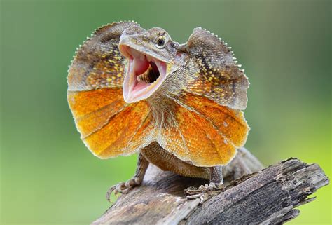 Frill-necked Lizard: Unveiling the Secrets of This Cold-Blooded Chameleon with a Dramatic Neck Ruff!