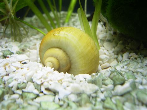  Joroba Dorada! Descubra un Caracol Marino con una Escultura en su Espalda