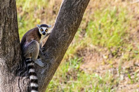  Lemur ¡Un Primate Arboreo Con Ojos Curiosos Y una Cola Larga Que No Te Dejará Indiferente!