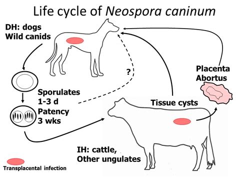  Neospora! El Parásito que Hace que las Vacas Bailen