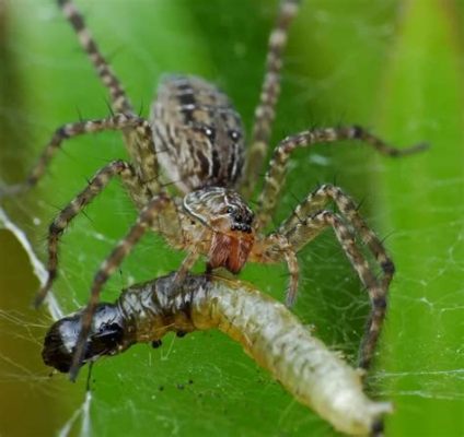  Nothochila: ¡Una arañita diminuta con un apetito voraz por insectos!