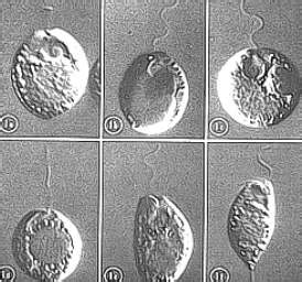 Ochromonas: ¡Un Viajero Microscópico Con una Increíble Habilidad de Movimiento!