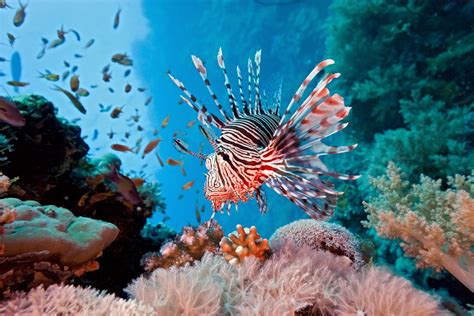  ¡Quéer-y! Un pez de arrecife de coral con una extraña belleza y un camuflaje maestro.