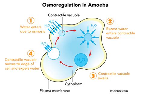  Rotary Contractile Vacuoles: A Glimpse into the Fascinating Life of a Rhytidonema!