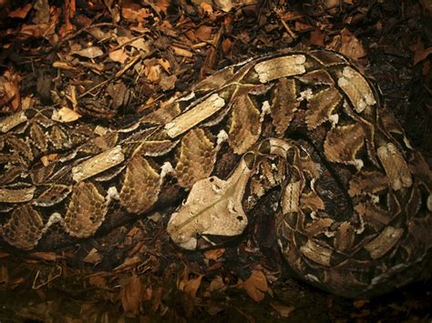 Serpiente: ¡Un Maestro del Camuflaje que Desafía la Gravedad!