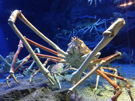  Spider Crab ¿Un Arácnido Acuático con un Estilo de Vida Extraordinario?