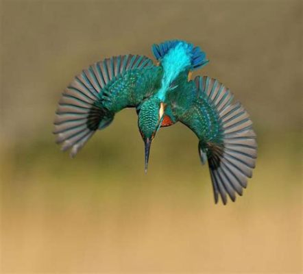  ¿El Rey Pescador Un Ave De La Fortuna? ¡Descubra cómo este ave acuática con plumaje llamativo atrapa sus presas con ingenio y precisión!