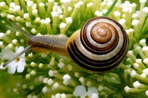 ¿El Caracol de Jardín: Una Maravilla Viviente que Combina la Paz Interior con el Misterioso Viaje del Tiempo?