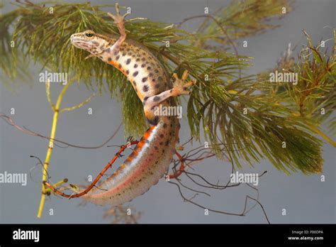  Tritón ¡Un pequeño gigante con hábitos acuáticos que te sorprenderán!