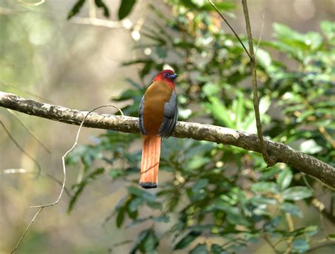  Trogón: ¡Un ave tropical que combina colores brillantes con una dieta de insectos voraces!