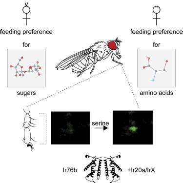  Umami: Un insecto que brilla como un diamante y baila como si estuviera poseído!