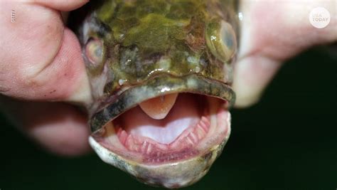  Urochroa! Descubre El Misterioso Pez Que Se Parecía A Una Serpiente Marina