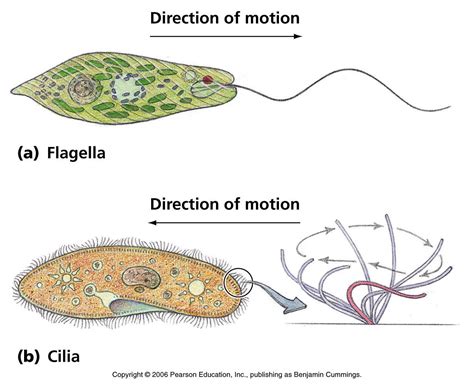  Uroglena! Un Flagelado Con Una Fascinante Vida Secreta Bajo La Superficie