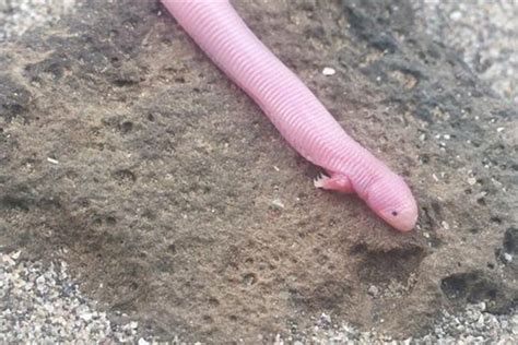  Worm Lizard ¡Un Reptil que se Mueve como una Serpiente pero Respira por la Piel!