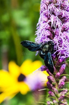  Xylocopa: ¡Un Carpintero Solitario con una Mordida que Sorprende!