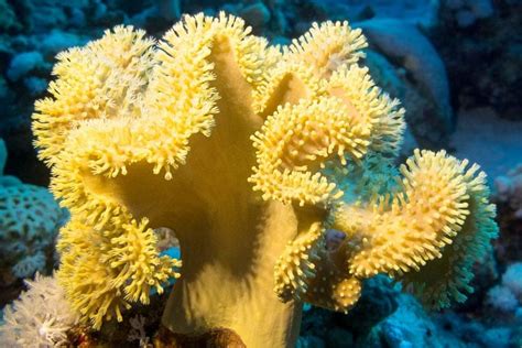  Yellow Leather Coral: ¡Un animal marino con un nombre tan llamativo como su apariencia!