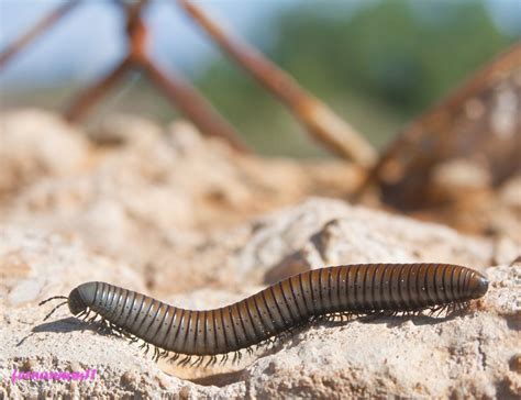  Yulathrix! Un Diplopodo Gigante Con Una Curiosa Defensa Química